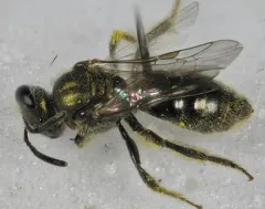Ellis's Sweat Bee thumbnail 1