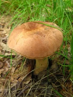 indecisive bolete thumbnail 2