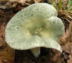 Blue-green Cracking Russula thumbnail 1