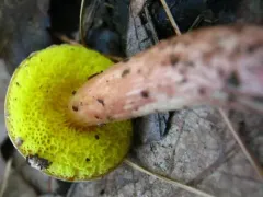sour gold-pored bolete thumbnail 1