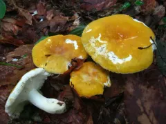 Russula ochroleucoides thumbnail 1