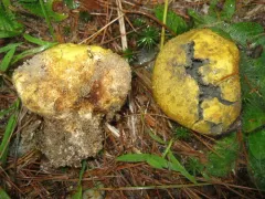 Scleroderma meridionale thumbnail 2
