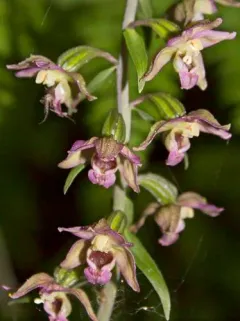 Broad-leaved helleborine thumbnail 4