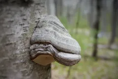 Tinder Polypore thumbnail 3