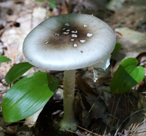 Ball Gown Amanita