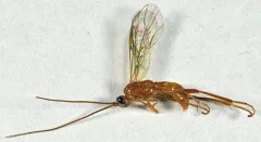 Homolobus truncator thumbnail 1