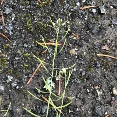 mouse-ear cress thumbnail 2