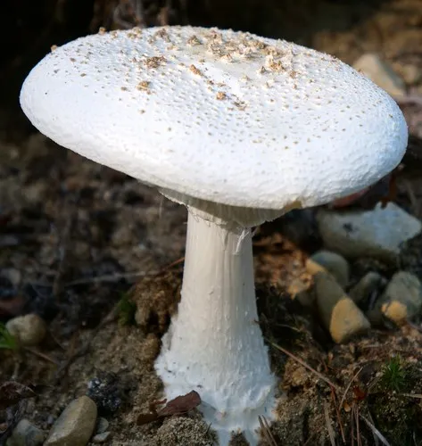 Coker's amanita
