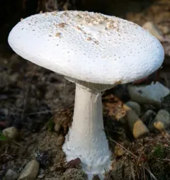 Coker's amanita thumbnail 1