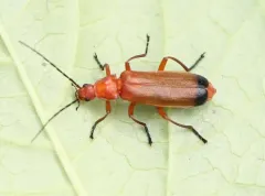 Common Red Soldier Beetle thumbnail 4