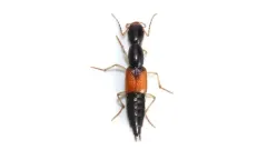 Homaeotarsus cribratus thumbnail 1