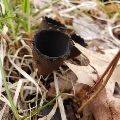 devil's urn thumbnail 3