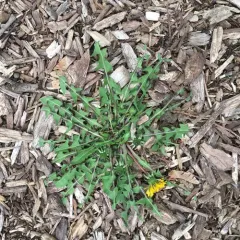 common dandelion thumbnail 2