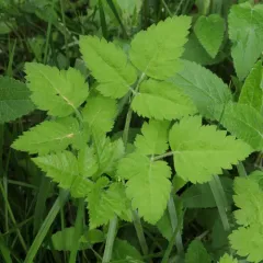 mountain sweet cicely thumbnail 4