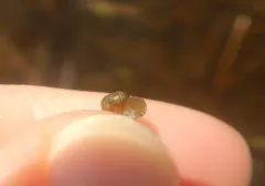 Mossy Valvata thumbnail 2