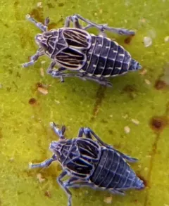 waterlily planthopper thumbnail 2