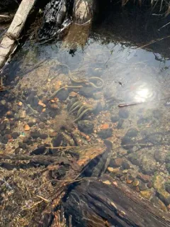 American Brook Lamprey thumbnail 2