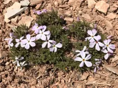 Beaver Rim Phlox thumbnail 4