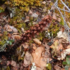 Northern Groundcone thumbnail 1