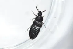 Large Minute Rove Beetle thumbnail 3