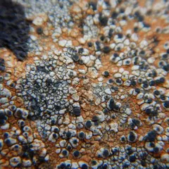 Gray-orange Disk Lichen thumbnail 3