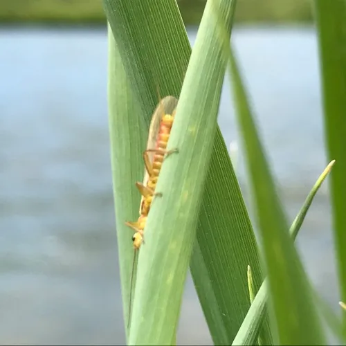 Yellow Sally Stonefly