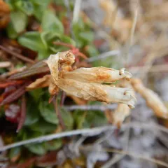 Glaucous Gentian thumbnail 1