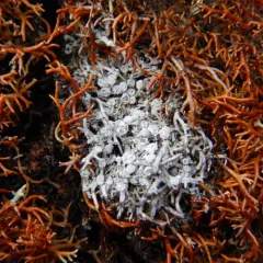 Arctic Wart Lichen thumbnail 1