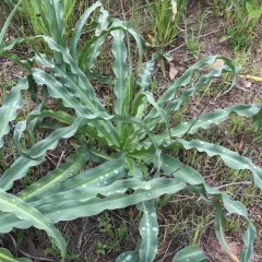 wavy-leafed soap plant thumbnail 2