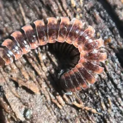 Canadian Flat-back Millipede thumbnail 2