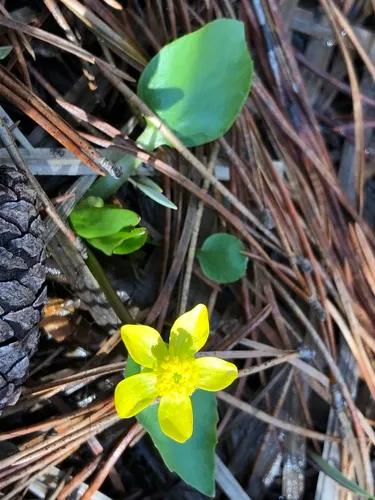 Mountain Buttercup