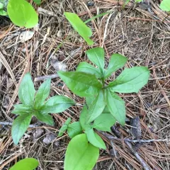 three-leaved rattlesnake root thumbnail 3