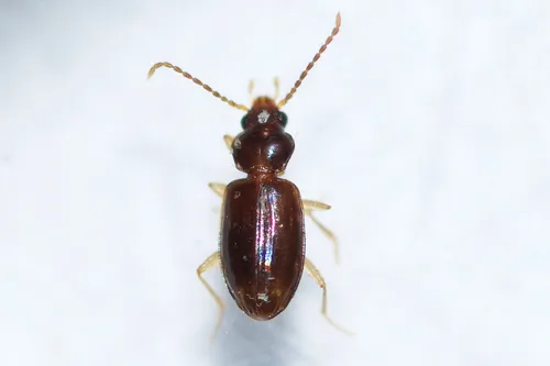 Tachys oblitus