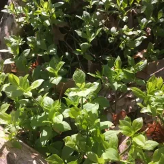 Running Strawberry-bush thumbnail 4