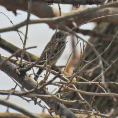 Least Flycatcher thumbnail 4