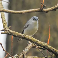 Blue-gray Gnatcatcher thumbnail 2