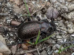 Calosoma cancellatum thumbnail 1