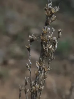 low sagebrush thumbnail 2