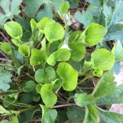 Labrador violet thumbnail 2