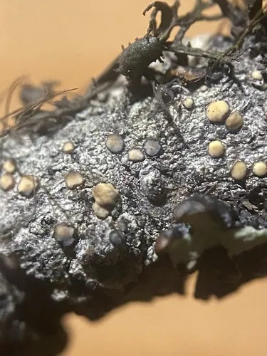 Palicella schizochromatica