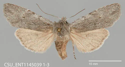 Lithophane itata
