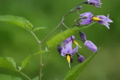 bittersweet nightshade thumbnail 4