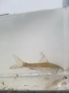 Spotted Sucker thumbnail 2