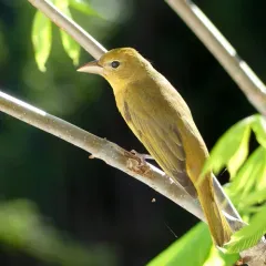 Summer Tanager thumbnail 2