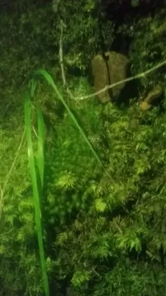 Haller's Apple Moss thumbnail 2