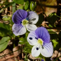 Slender speedwell thumbnail 2