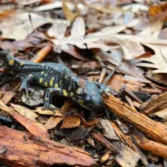 Eastern Tiger Salamander thumbnail 2