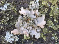 Leather Lichen thumbnail 3