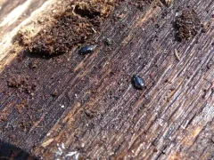 Platysoma leconti thumbnail 2