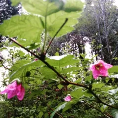 Salmonberry thumbnail 3